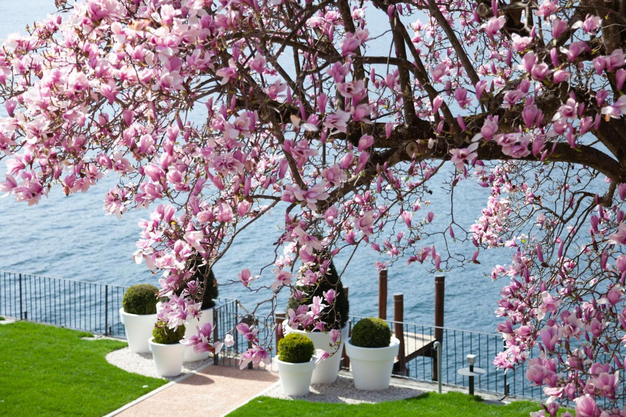 Bifora65 Flats And Garden - Lakeview Apartment Orta San Giulio Exterior photo